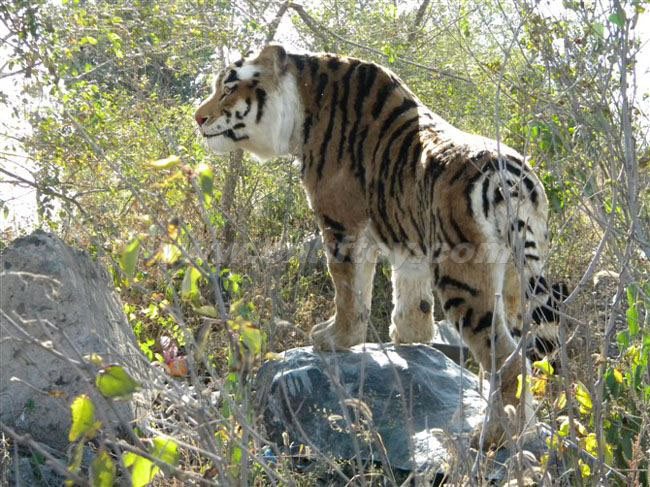 私人(rén)訂制(zhì)：ZCPY920-2義烏楚傑工藝品有限公司