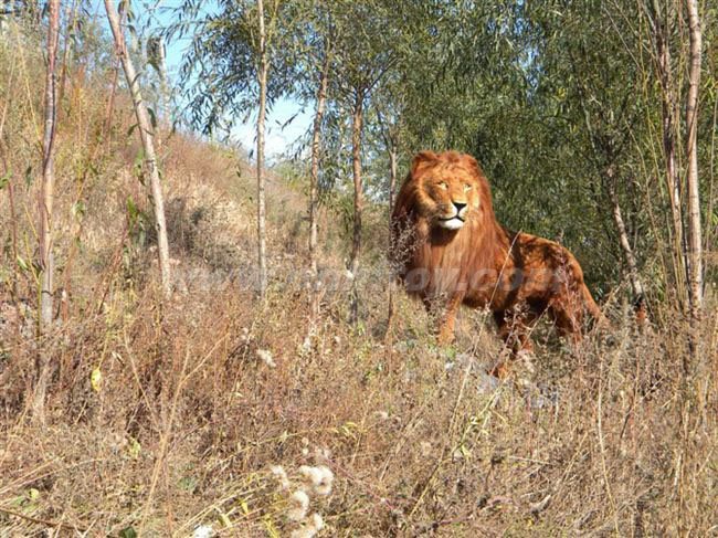 私人(rén)訂制(zhì)：ZCPY2720-3義烏楚傑工藝品有限公司