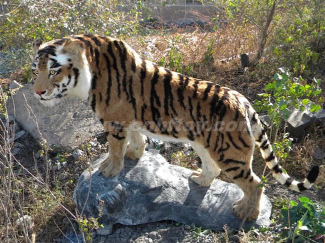 私人(rén)訂制(zhì)：ZCPY612-38義烏楚傑工藝品有限公司